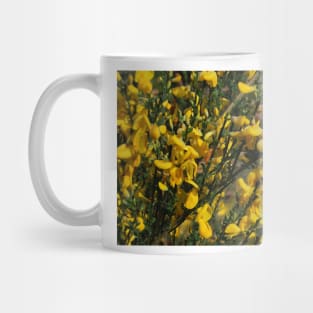 Gorse in flower Mug